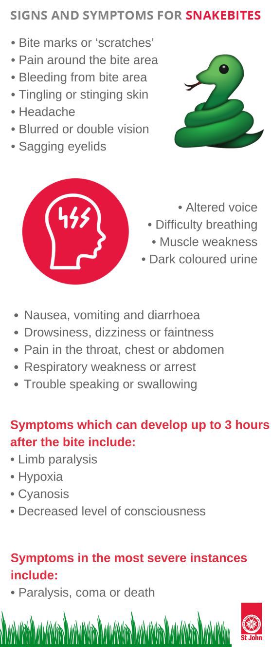 Snake Bite First Aid Tips | St John Vic